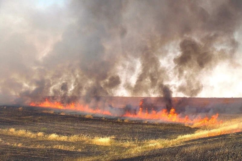 Incendios arrasan cientos de hectáreas de cultivos en plena temporada de cosecha en Marruecos.