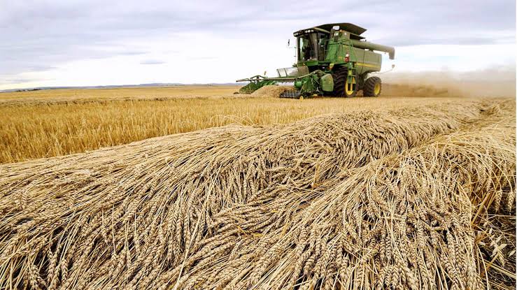 La producción de cereales repunta en Marruecos tras años de sequía.