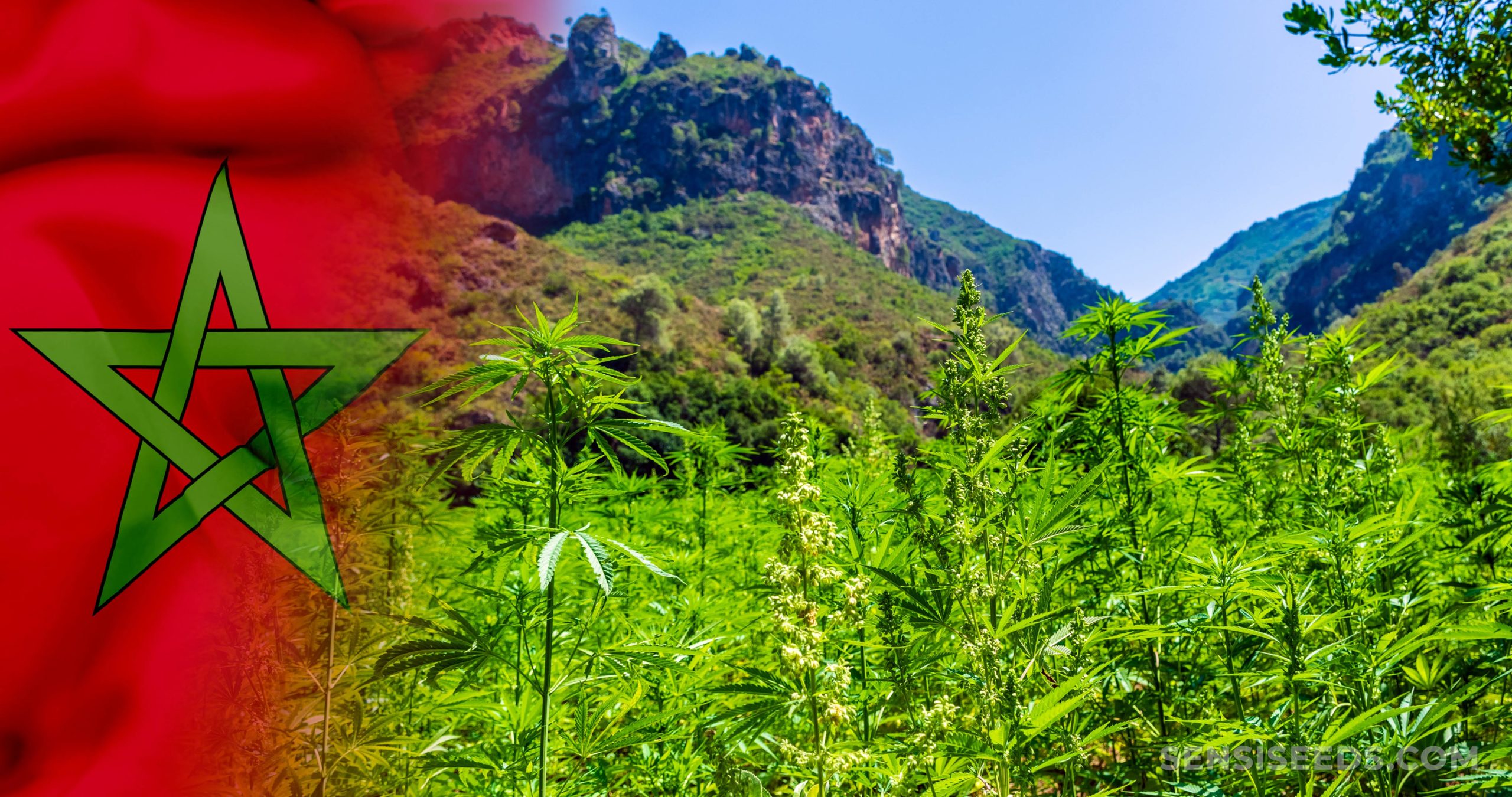 El norte de Marruecos afronta la campaña electoral con el cannabis como uno de sus principales debates.